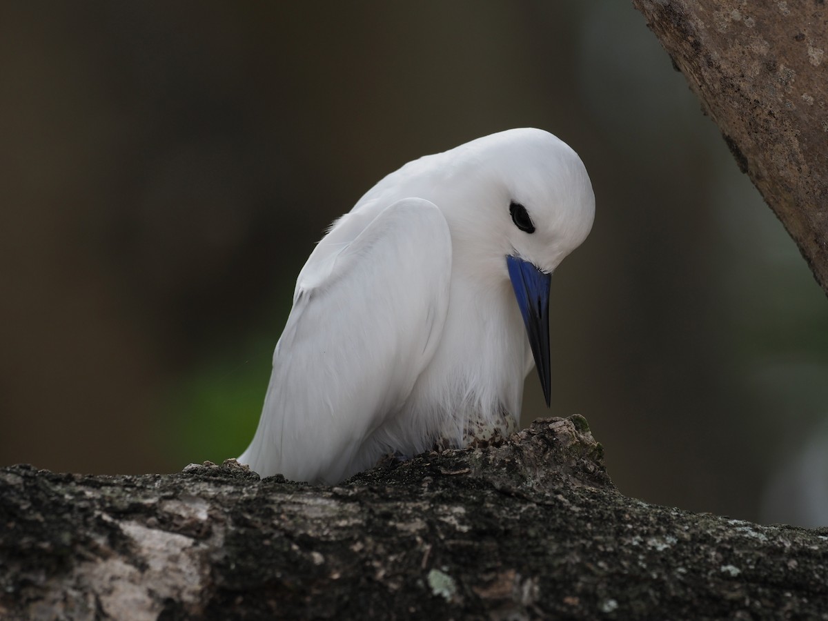 Blue-billed White-Tern - ML646890604