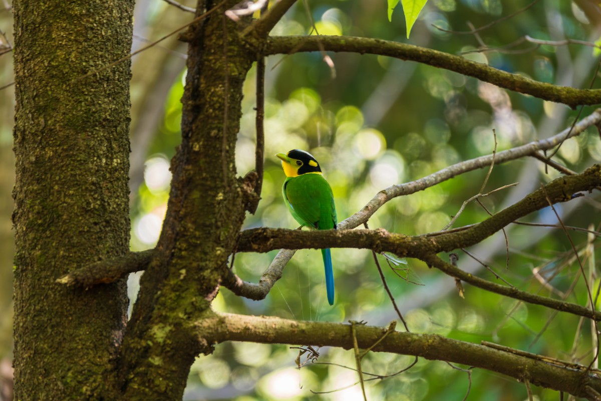 Long-tailed Broadbill - ML646890605