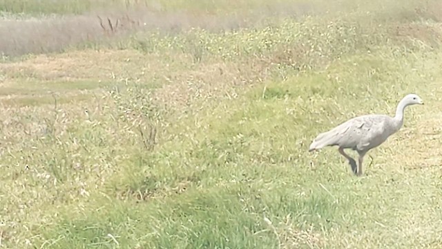 Cape Barren Goose - ML646890606