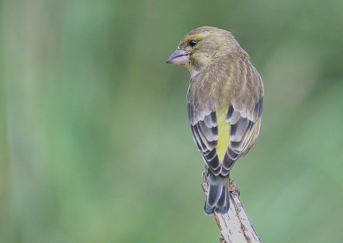 ירקון - ML646890607
