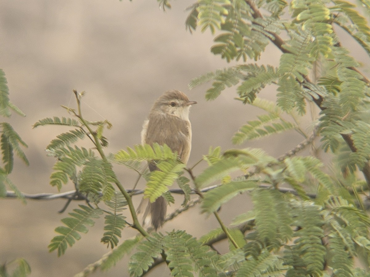 Plain Prinia - ML646890608
