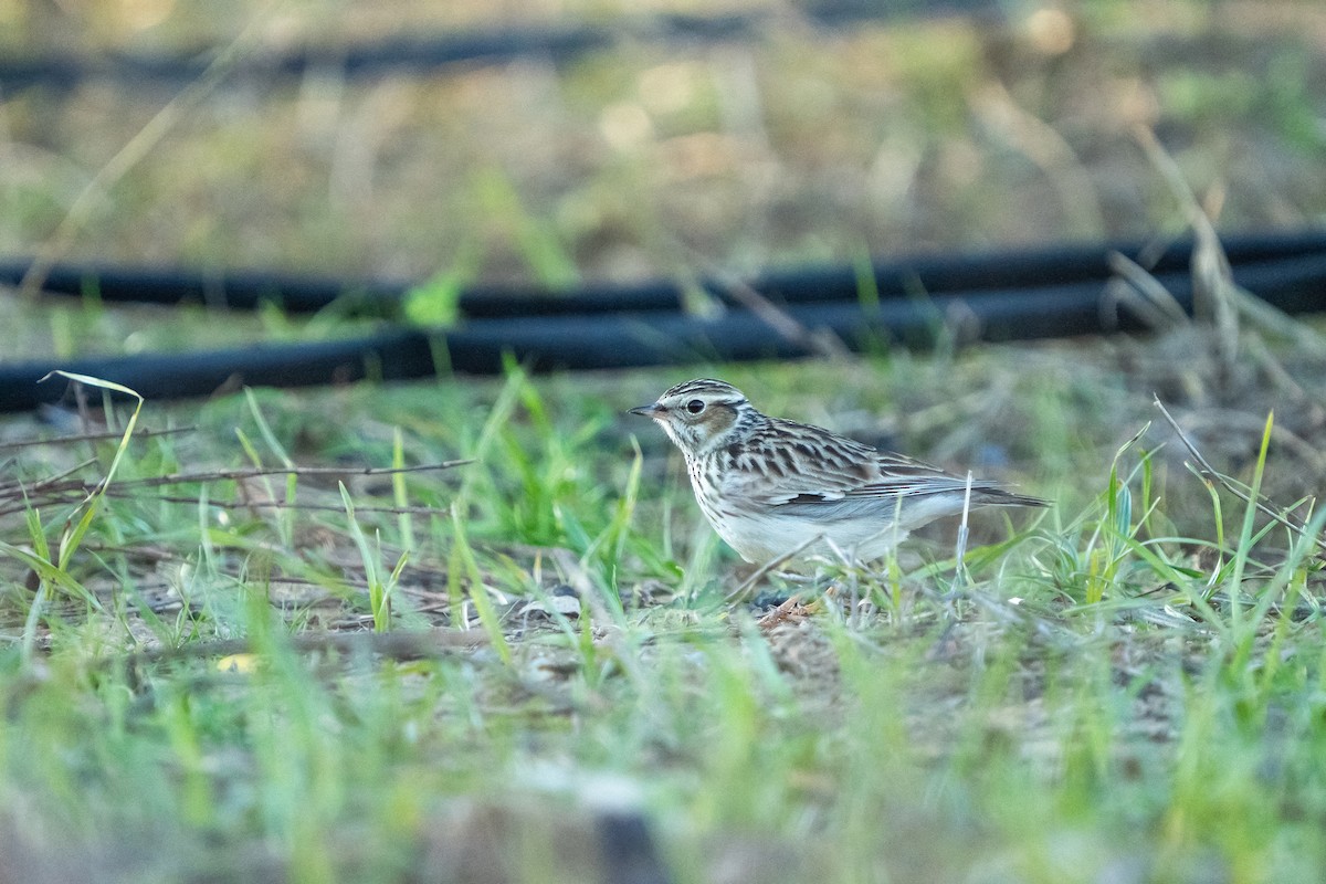 Wood Lark - ML646890609