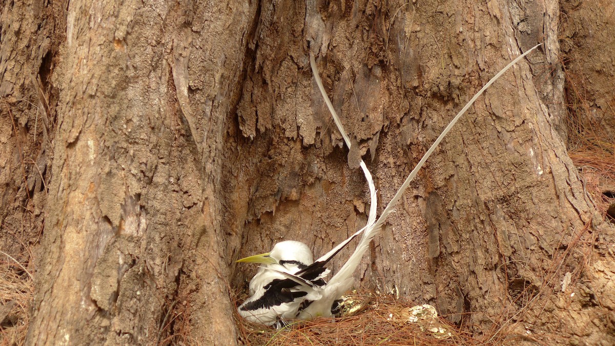 פיתון לבן-זנב - ML646890610