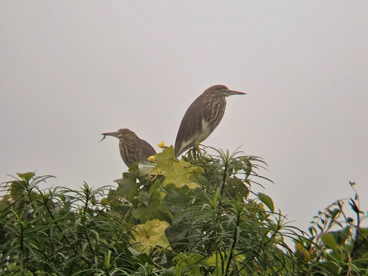 אנפית סוף הודית - ML646890611