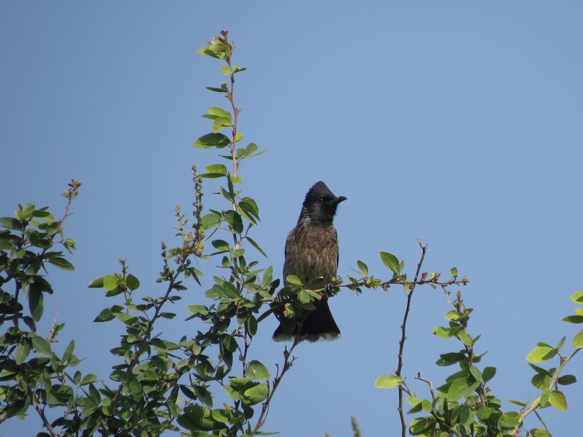 בולבול אדום-שת - ML646890612