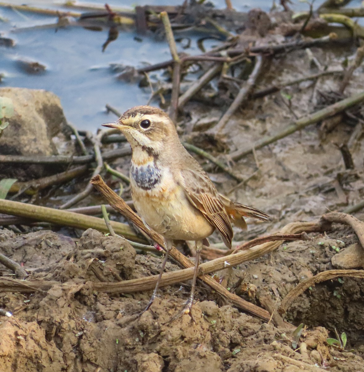 Bluethroat - ML646890613