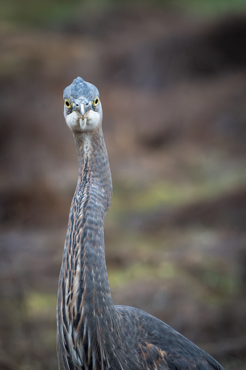 Koartza hauskara amerikarra - ML646890614