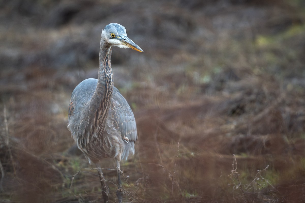 Koartza hauskara amerikarra - ML646890615