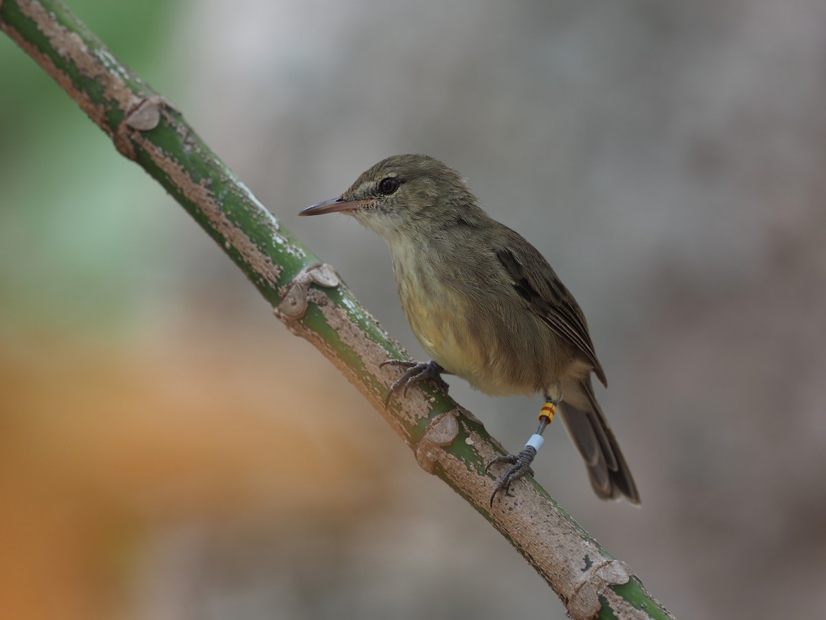 Seychelles Warbler - ML646890616