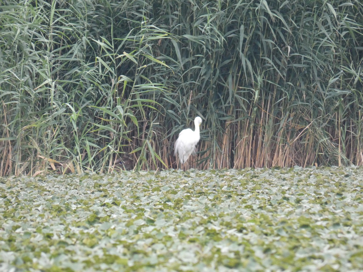 Great Egret - ML646890618