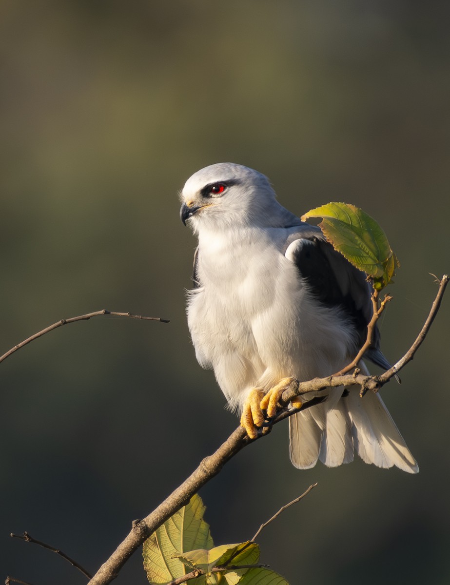 Black-winged Kite - ML646890619