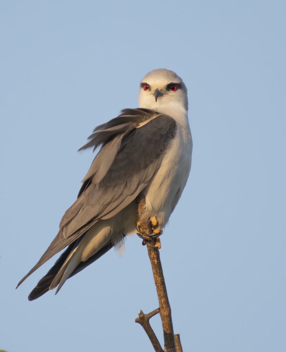 Black-winged Kite - ML646890620