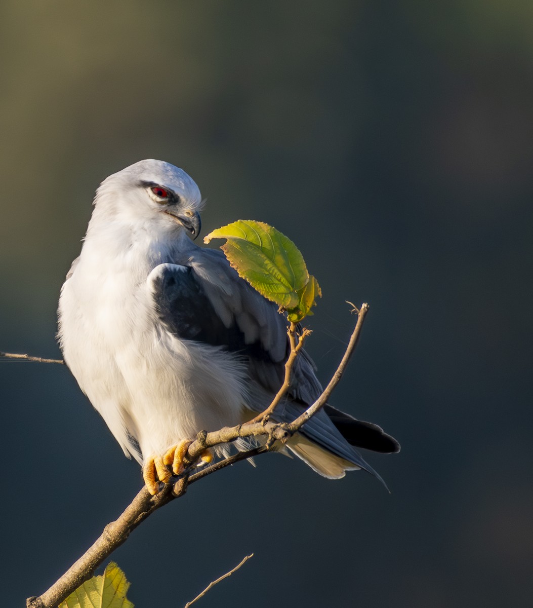 Black-winged Kite - ML646890621