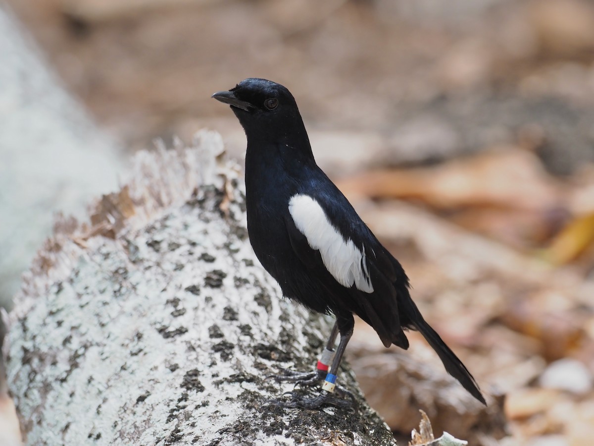 Seychelles Magpie-Robin - ML646890622