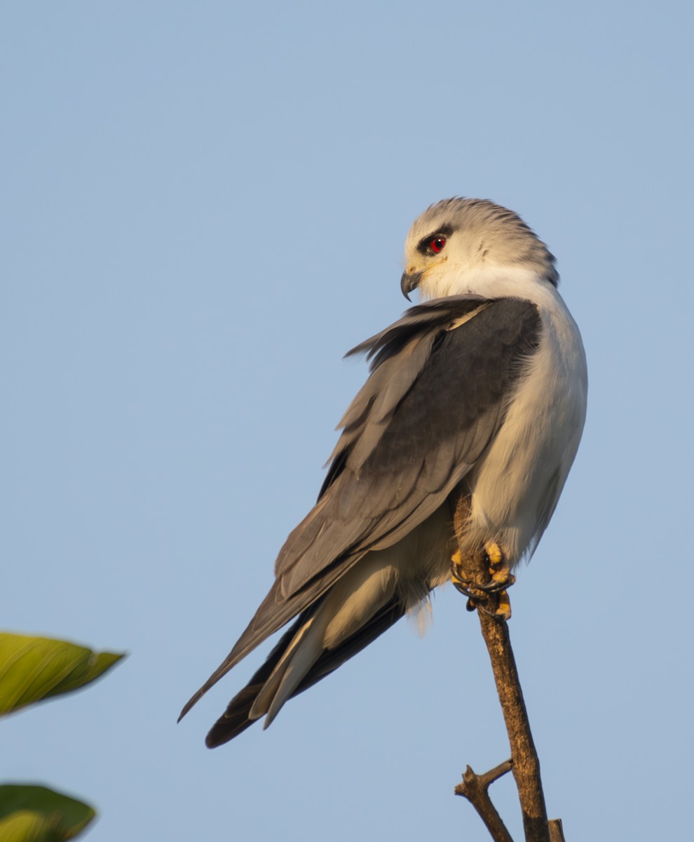 Black-winged Kite - ML646890623
