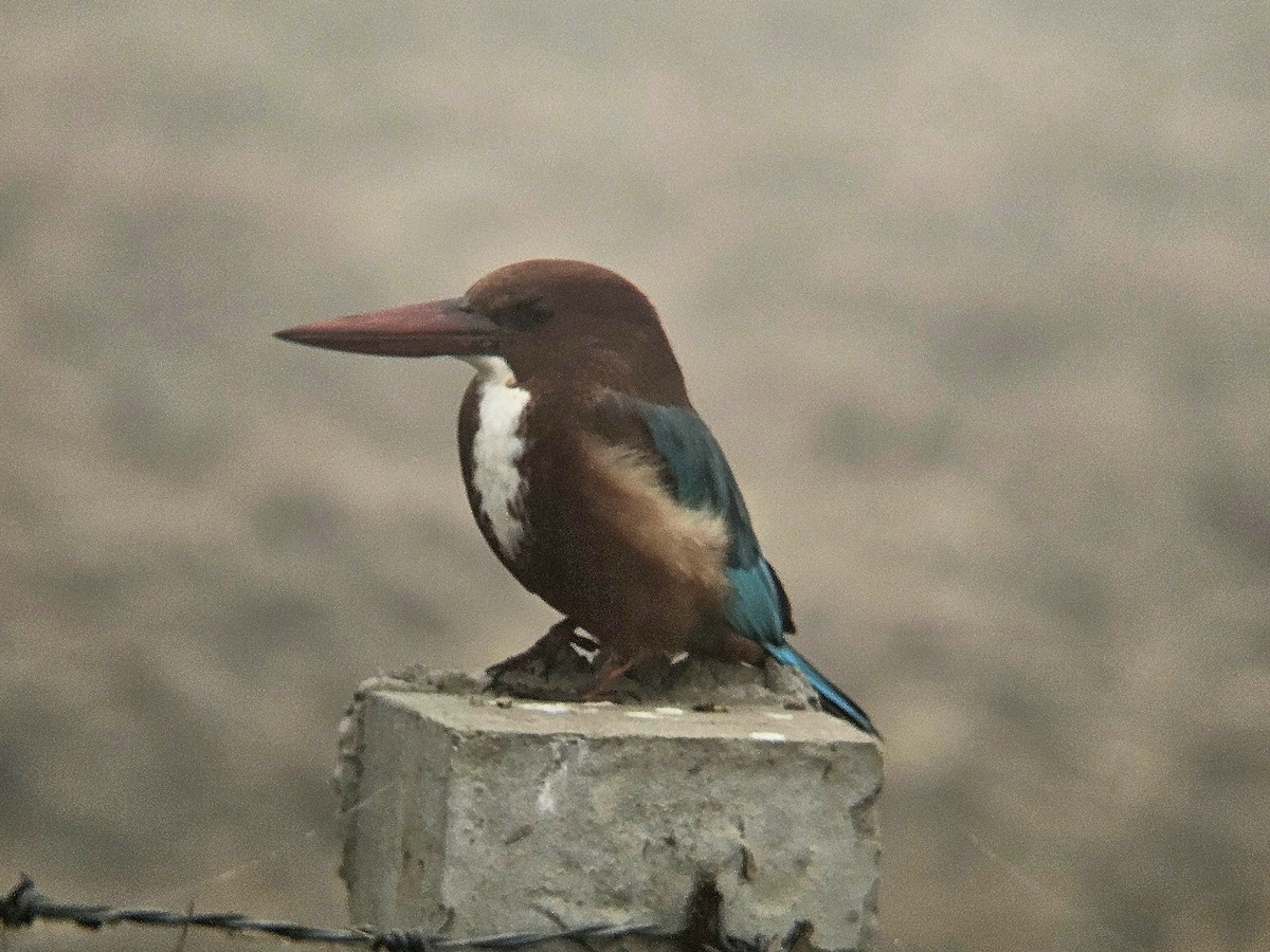 White-throated Kingfisher - ML646890624