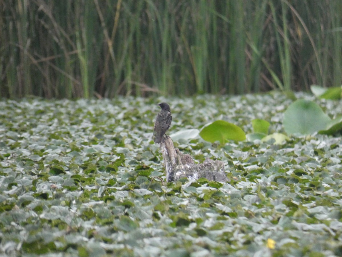 European Starling - ML646890625