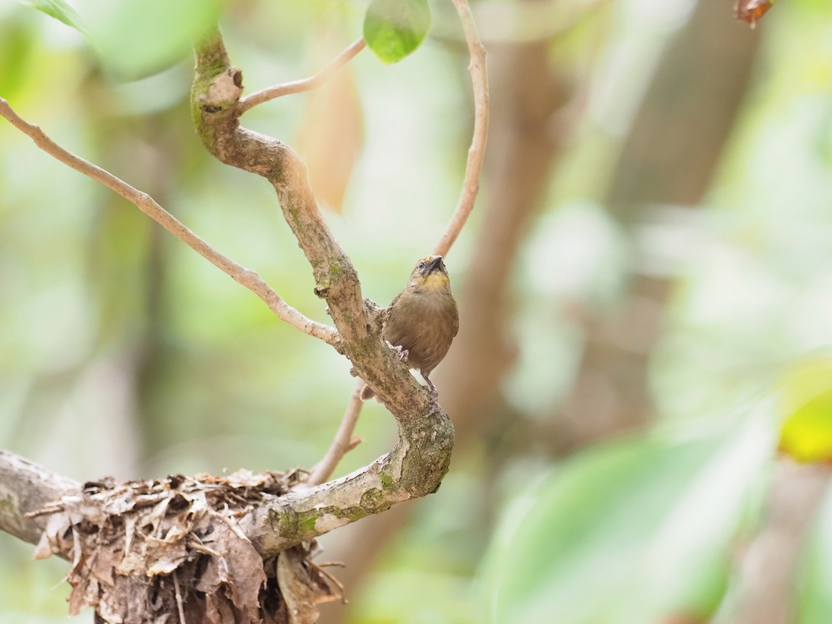 Seychelles Fody - ML646890626