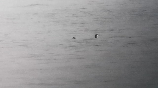 Arctic Loon - ML646890628