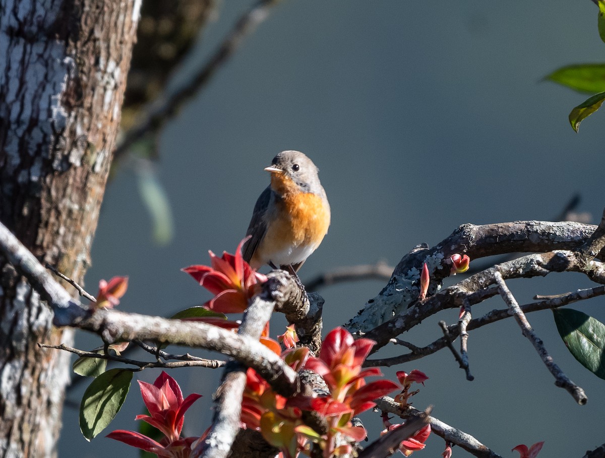 Kashmir Flycatcher - ML646890629