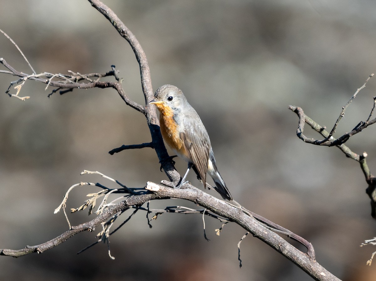 Kashmir Flycatcher - ML646890630