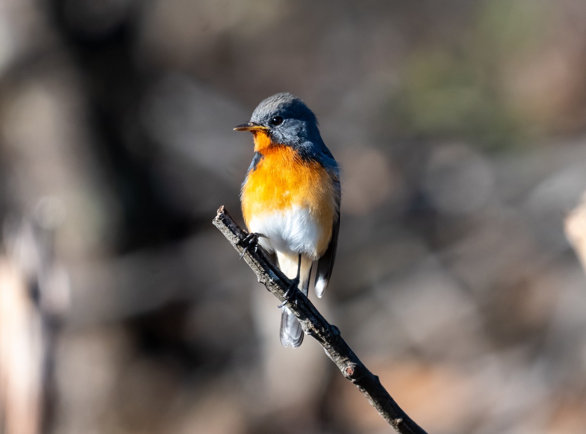 Kashmir Flycatcher - ML646890631
