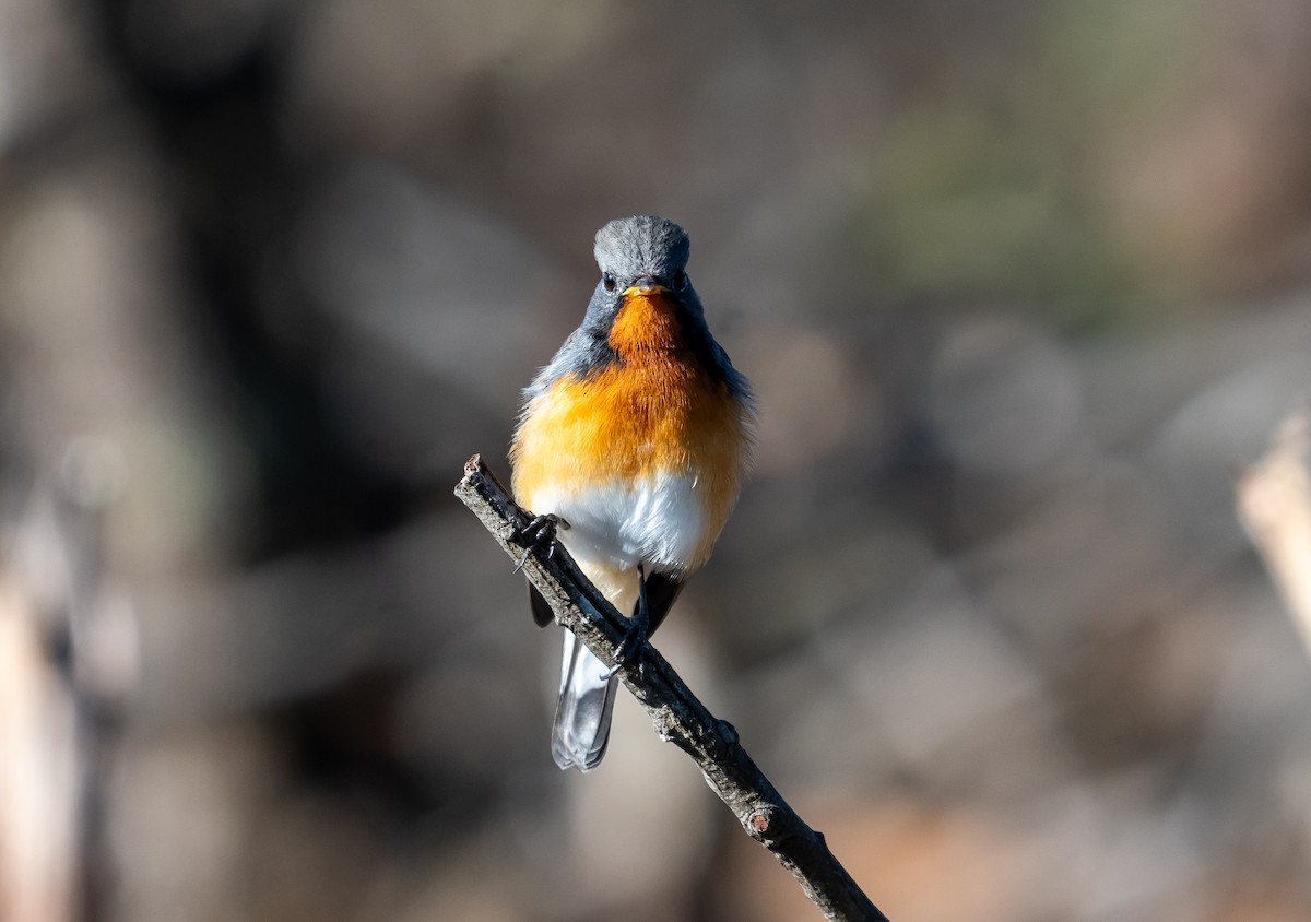 Kashmir Flycatcher - ML646890632