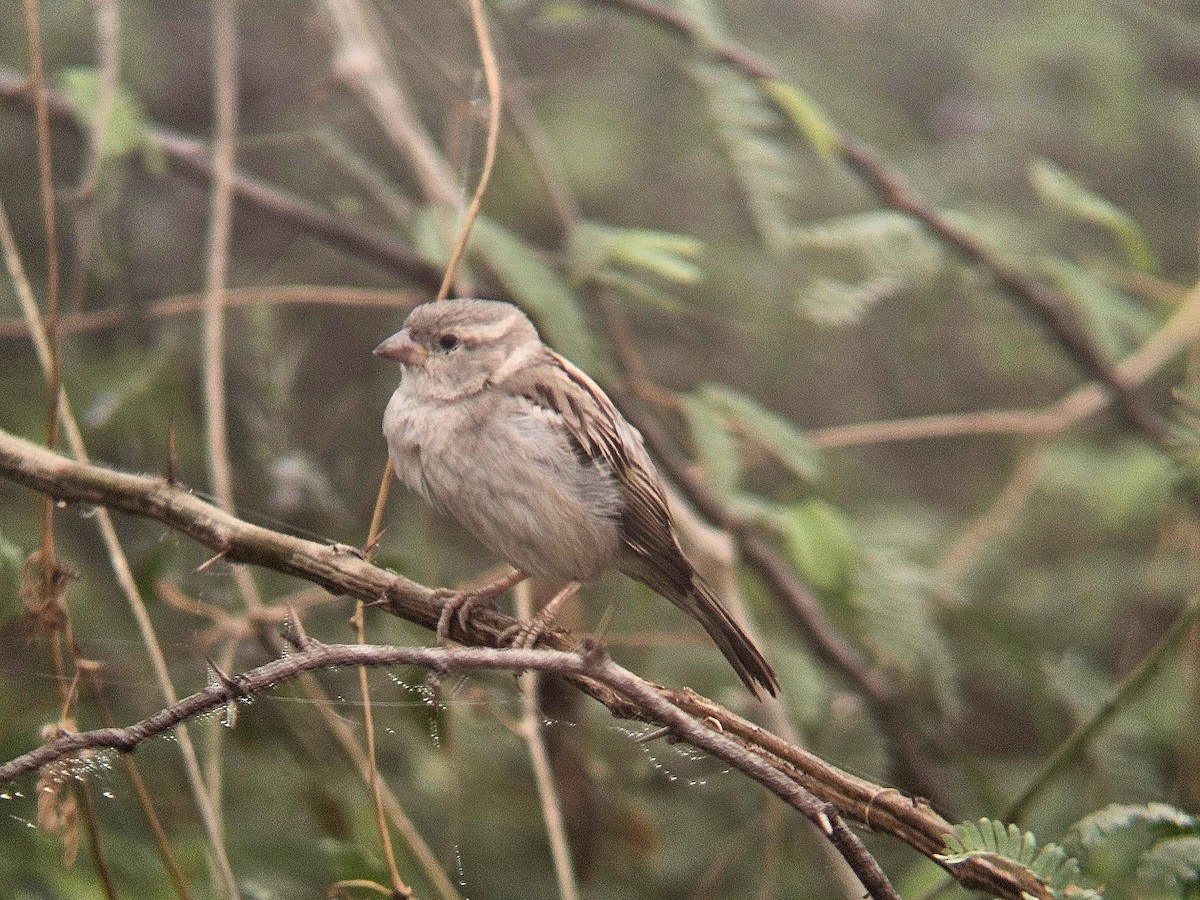 House Sparrow - ML646890633