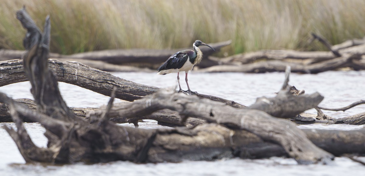 Straw-necked Ibis - ML646890634