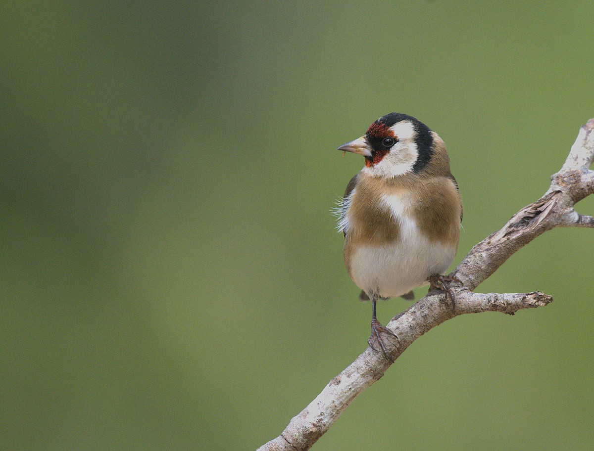 European Goldfinch - ML646890635