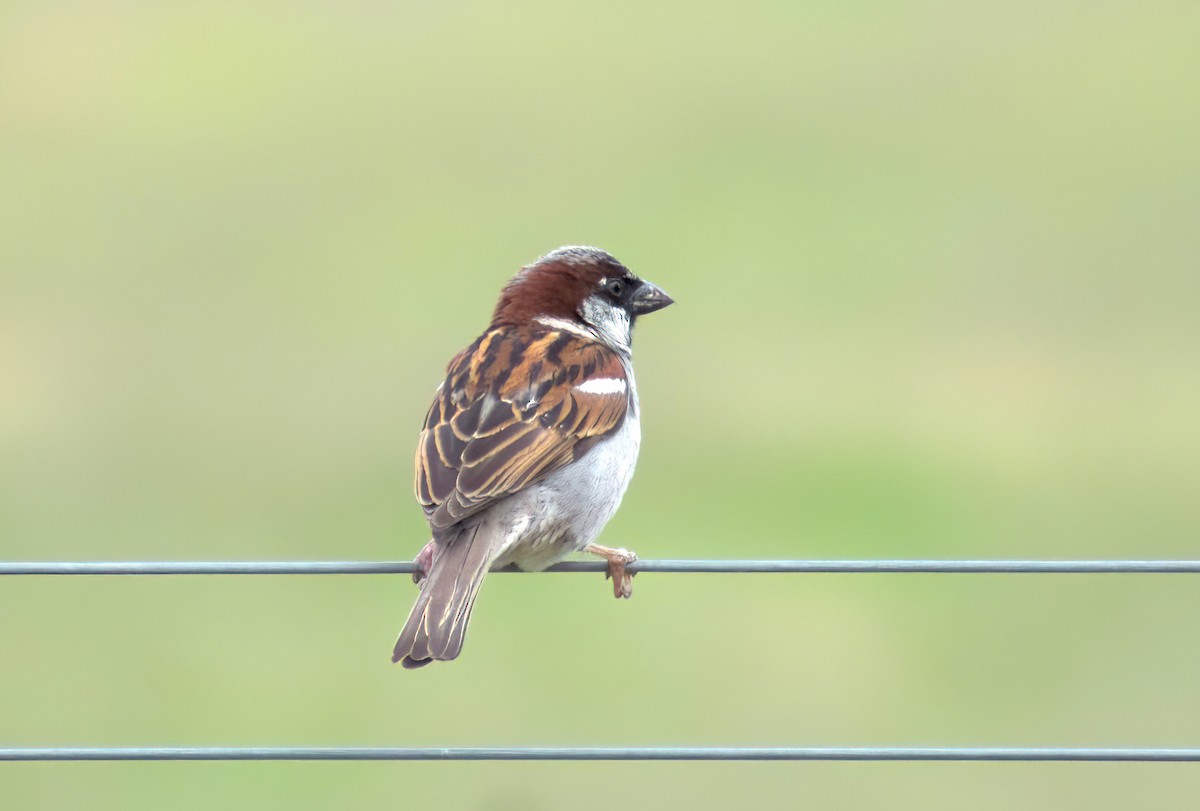 House Sparrow - ML646890636