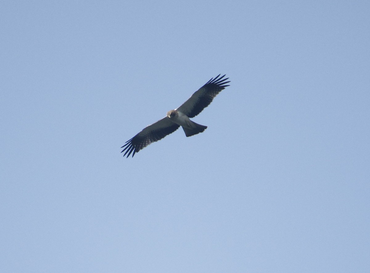 Booted Eagle - ML646890637