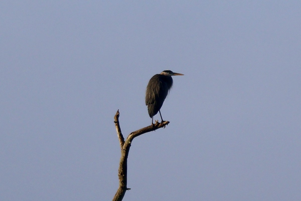 Great Blue Heron - ML646890638