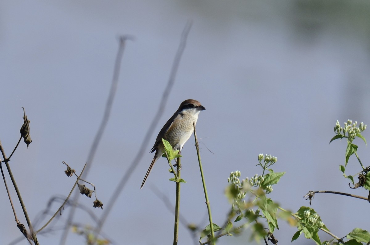 Brown Shrike (Brown) - ML646890641