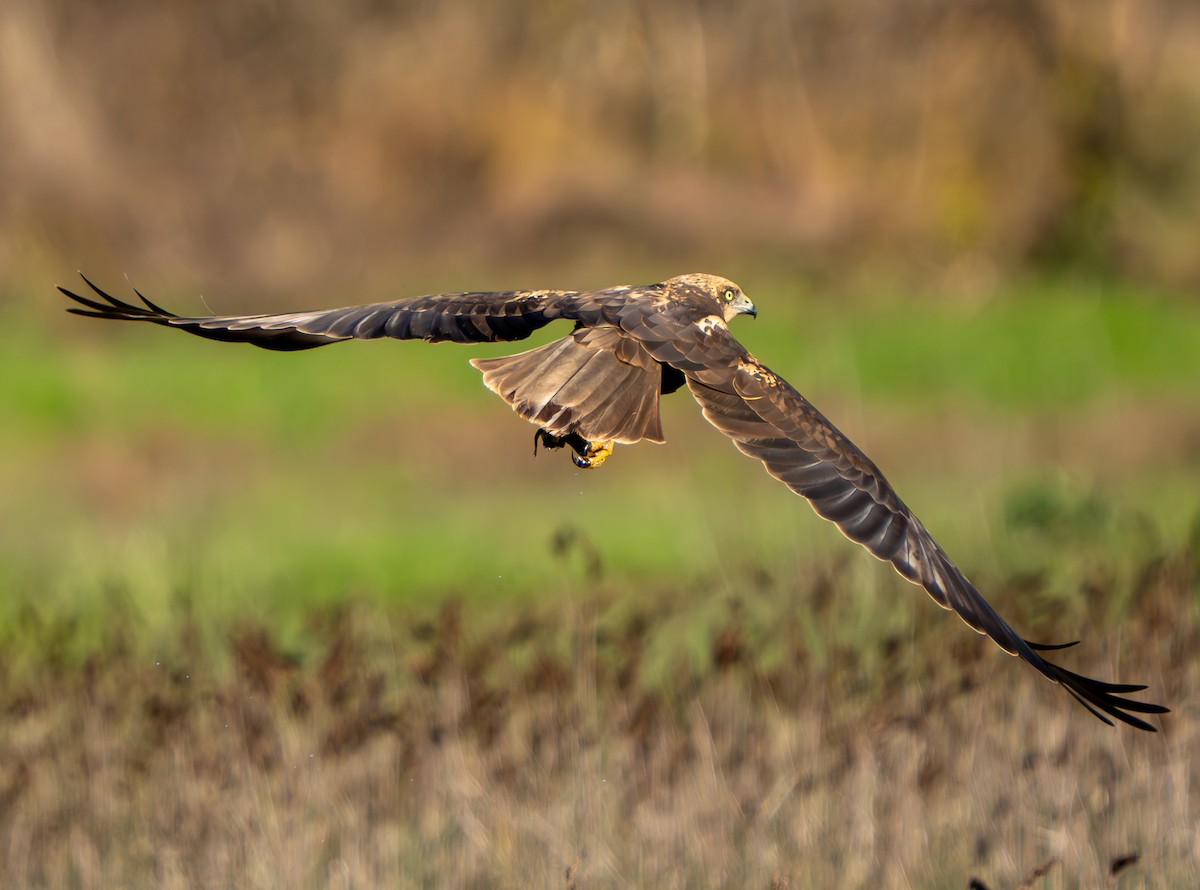 Western Marsh Harrier - ML646890642