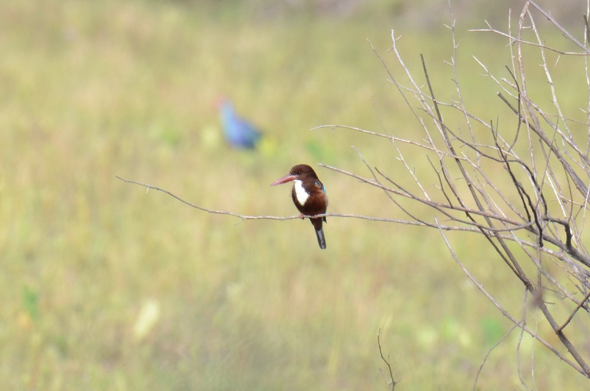 White-throated Kingfisher - ML646890644