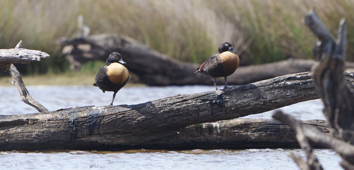 Avustralya Angıtı - ML646890648