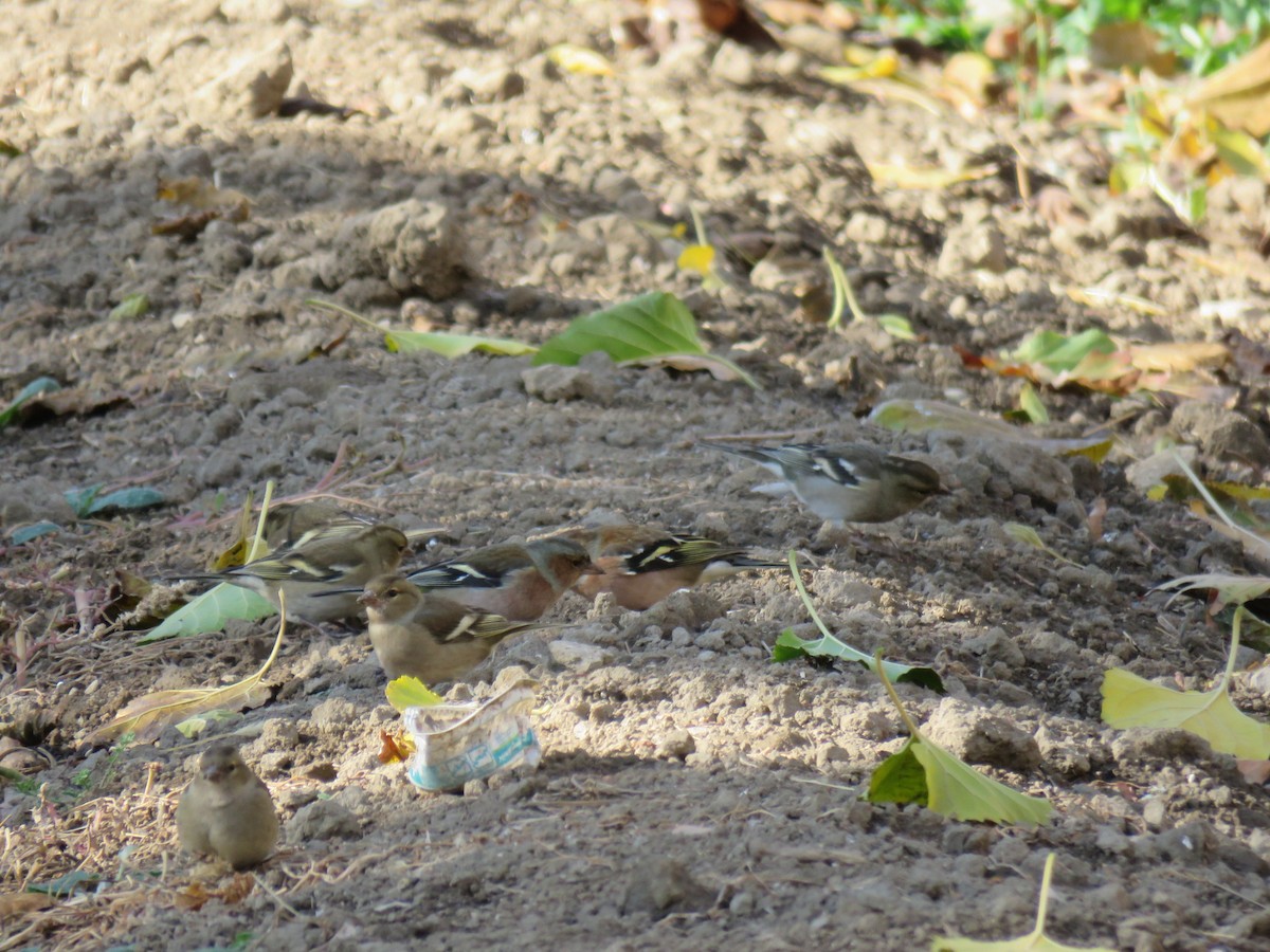 Common Chaffinch - ML646890649