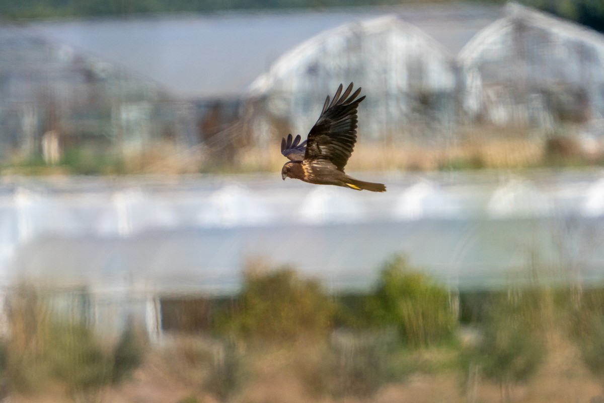 Western Marsh Harrier - ML646890650