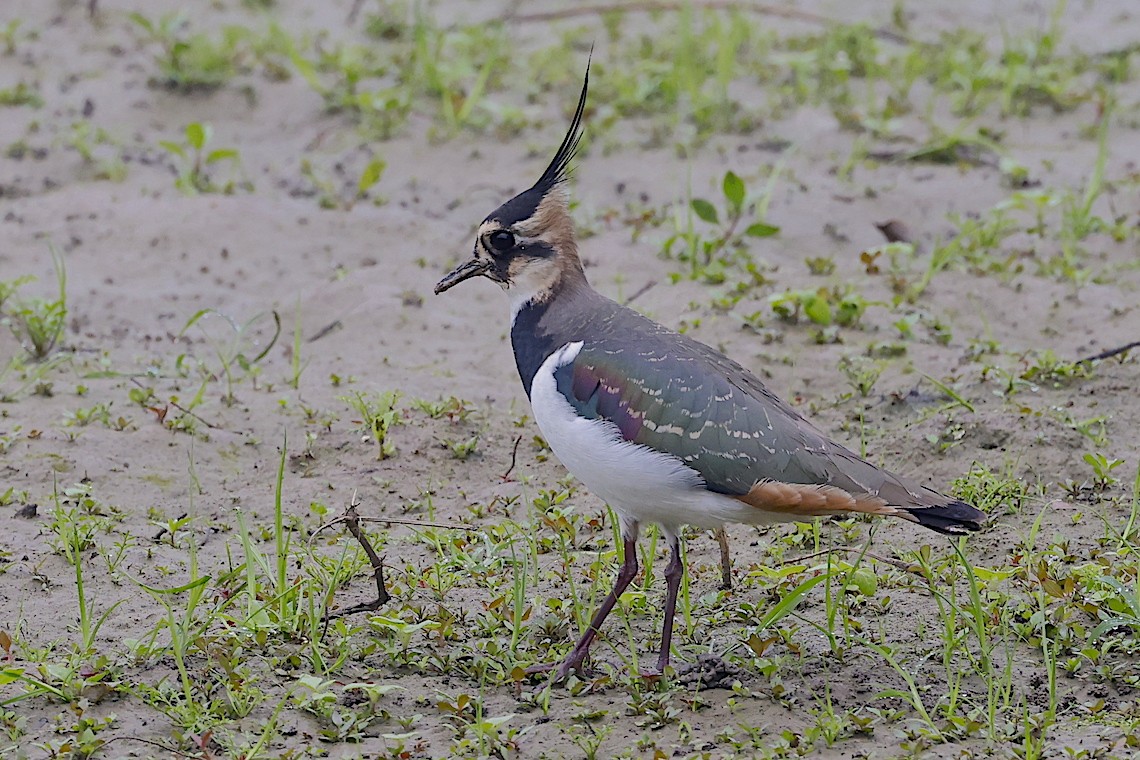 Northern Lapwing - ML646890651