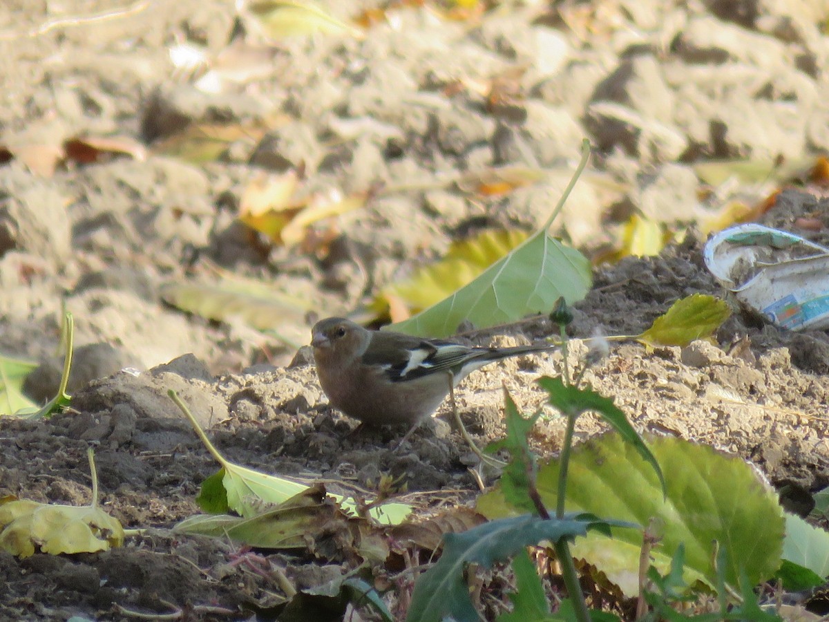 Common Chaffinch - ML646890652