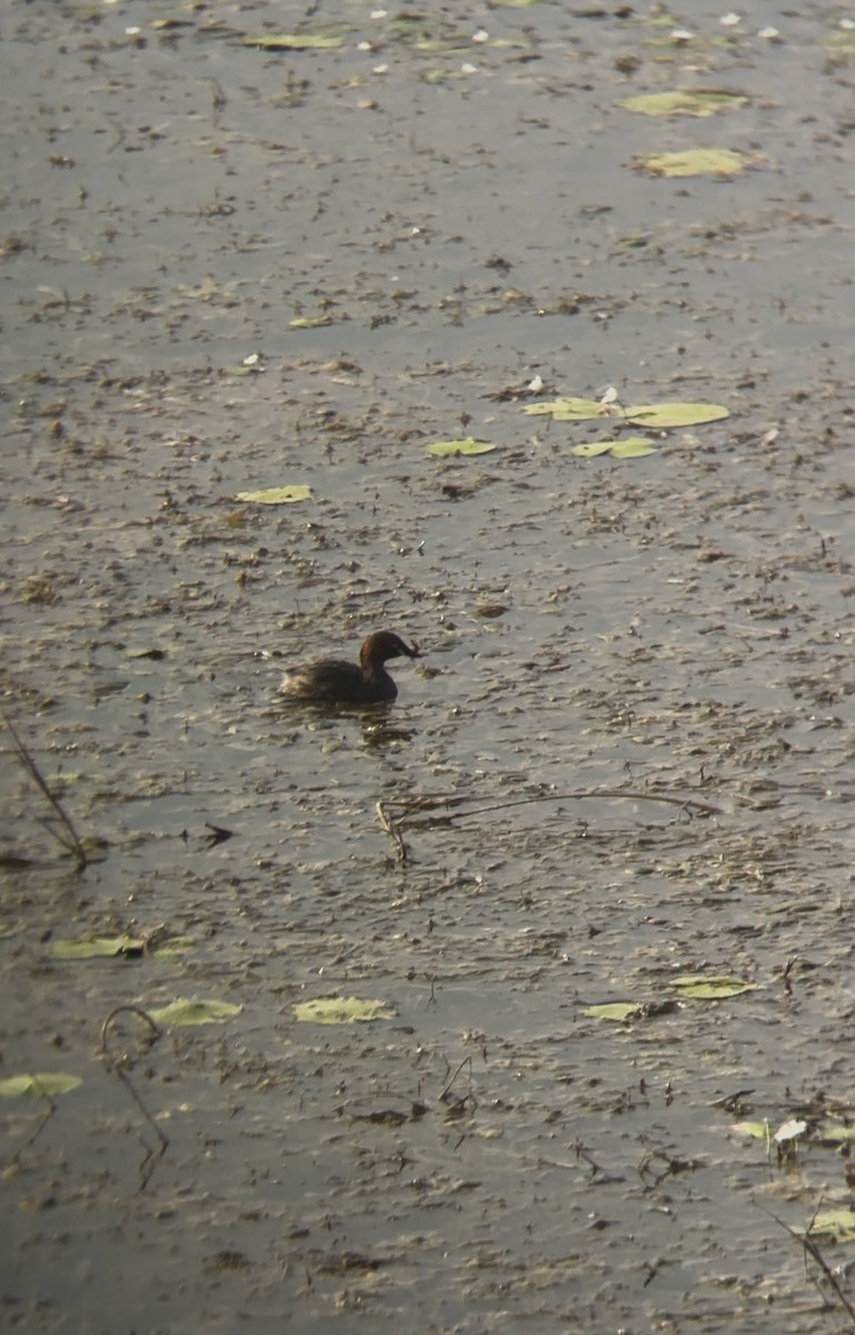 Little Grebe - ML646890654