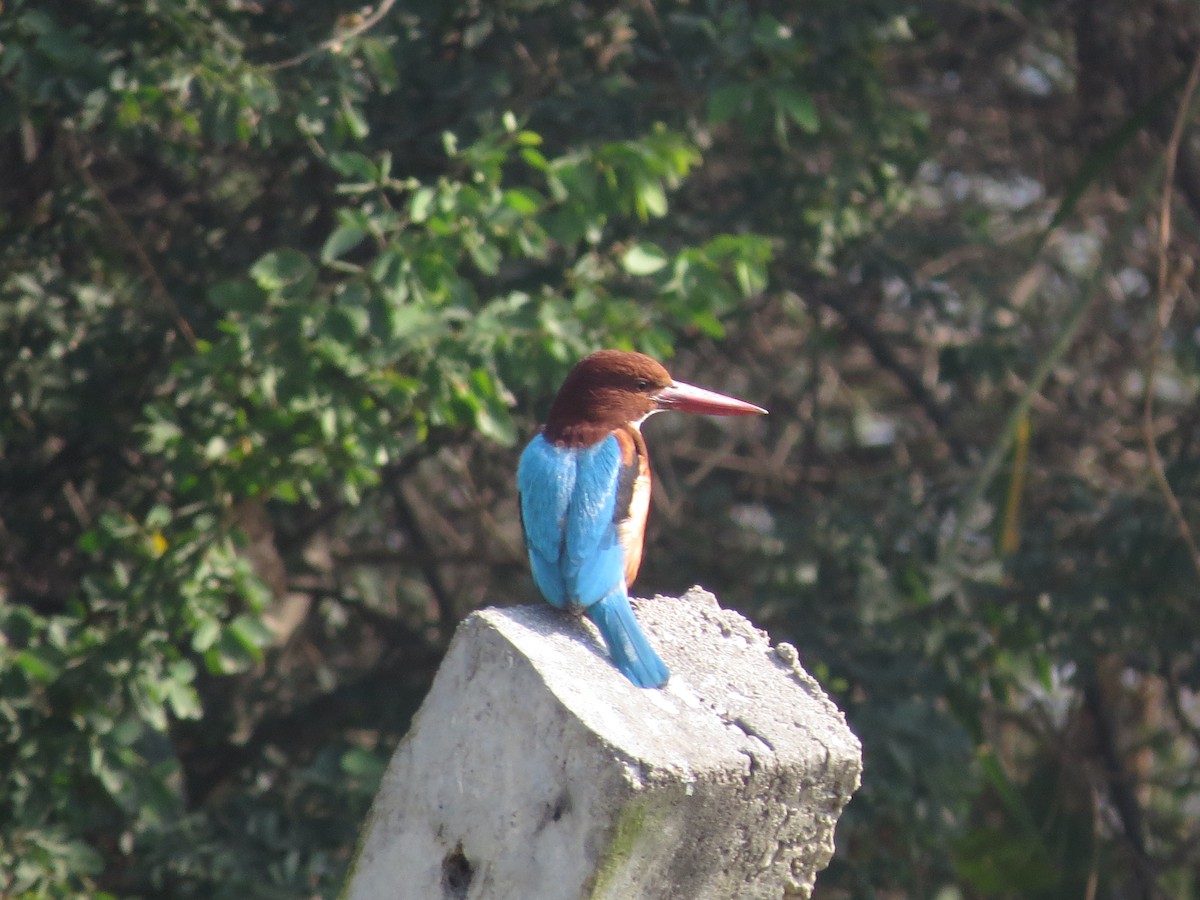 White-throated Kingfisher - ML646890656