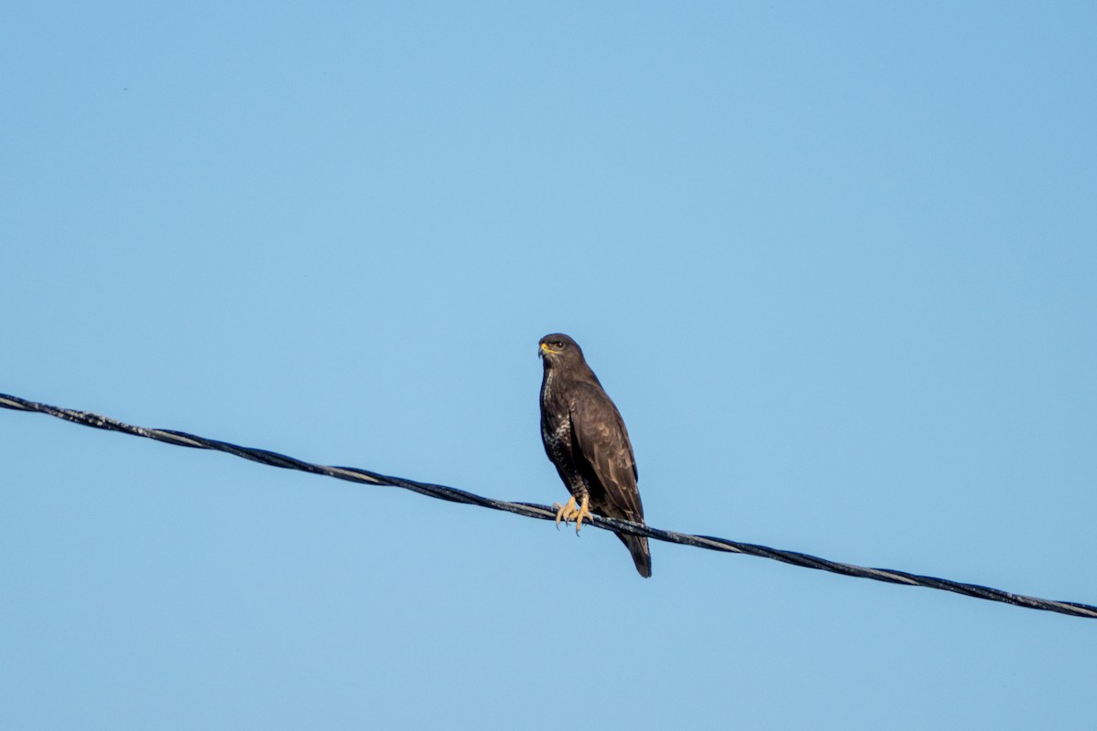 Common Buzzard - ML646890658