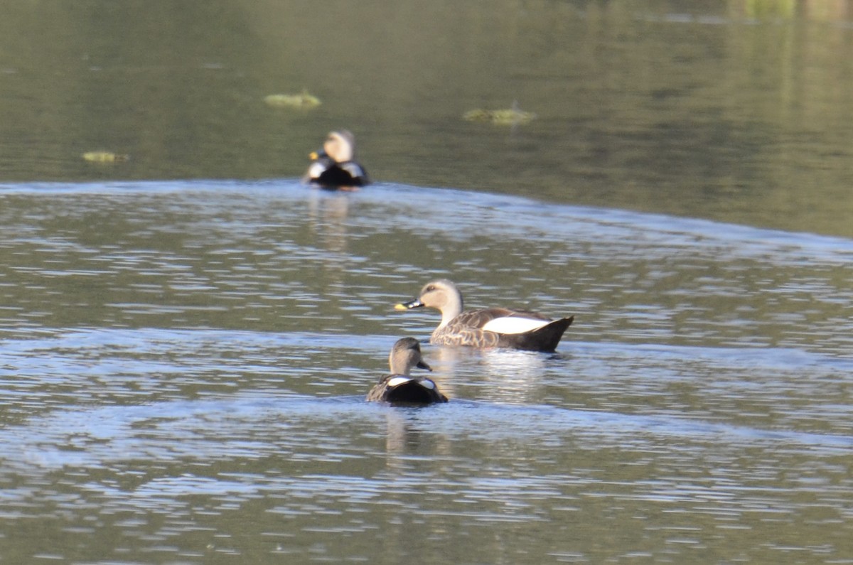 Indian Spot-billed Duck - ML646890659