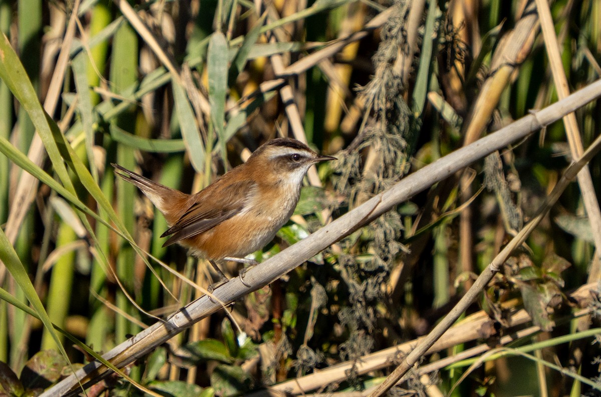 Moustached Warbler - ML646890662