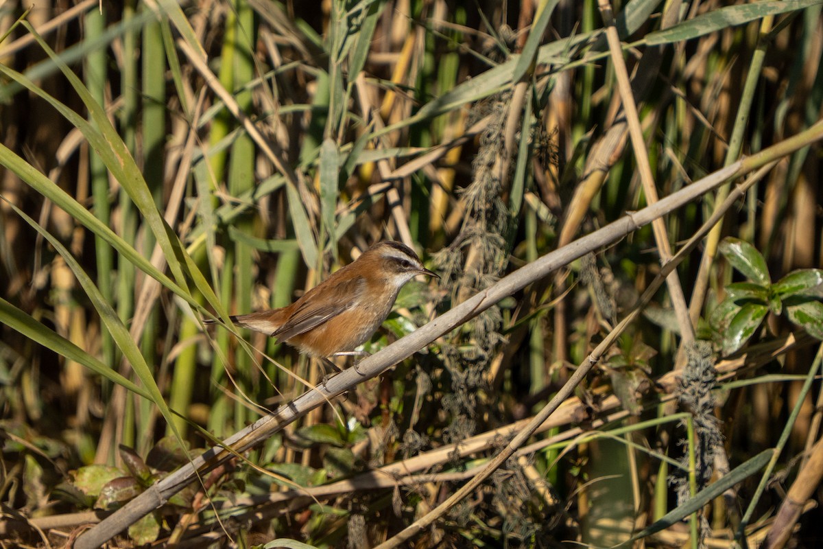 Moustached Warbler - ML646890663