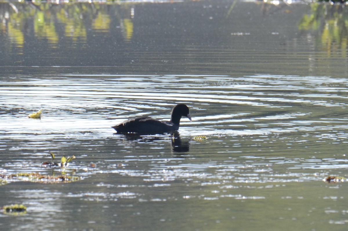 Eurasian Coot - ML646890664