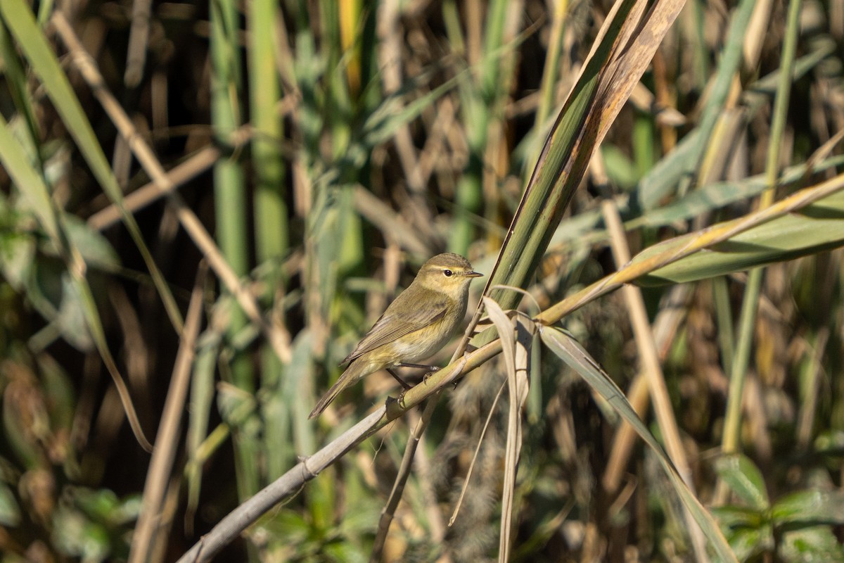 Common Chiffchaff - ML646890665