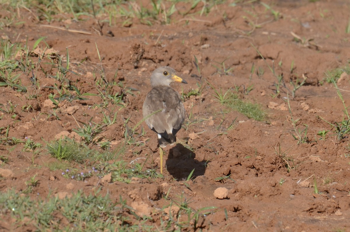Gray-headed Lapwing - ML646890666